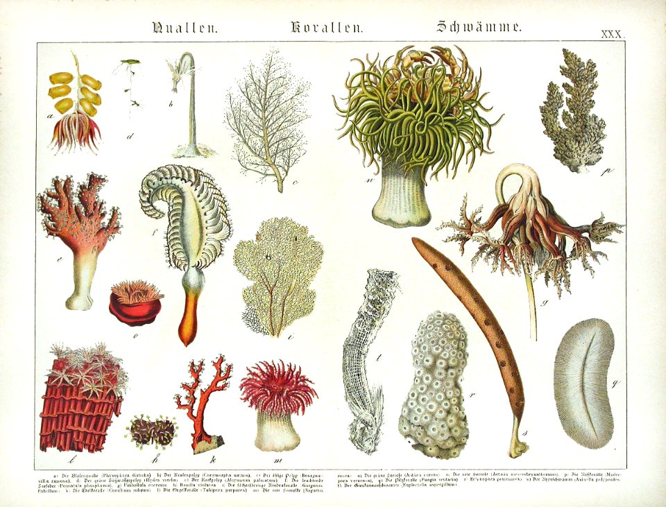 1886 Corals, Seaweed, Sea Pen