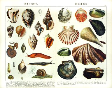 1886 Clam, Oyster, Murex. Free illustration for personal and commercial use.
