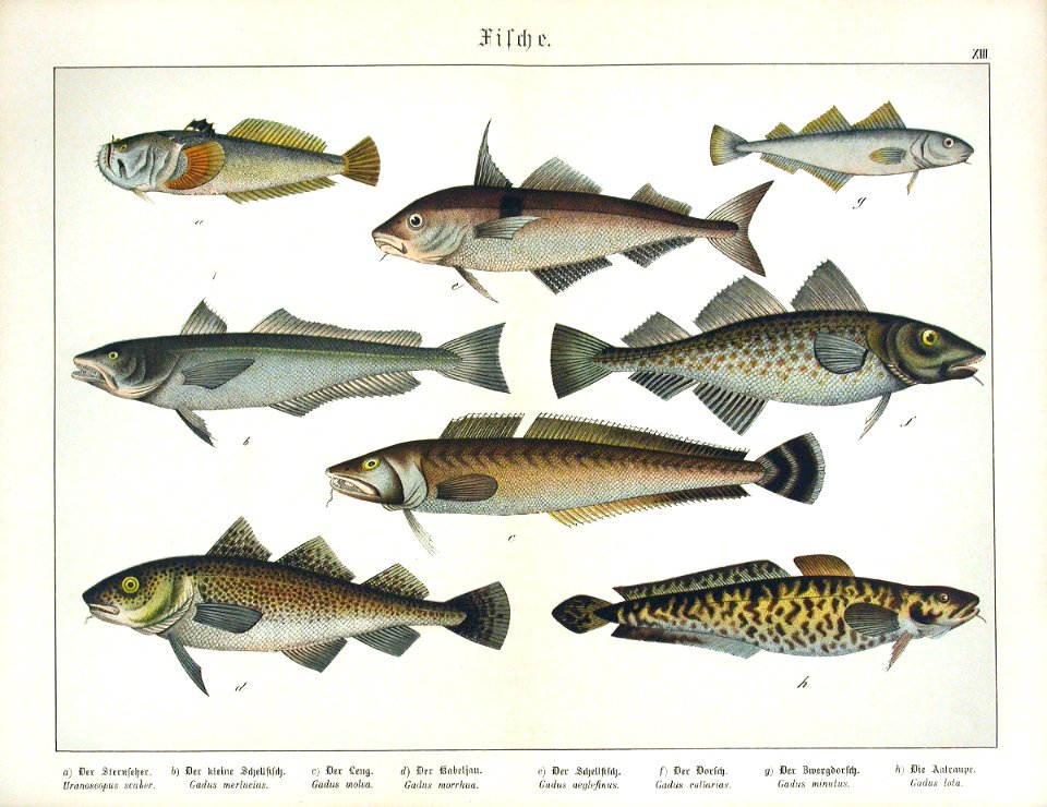 1886 Cod Fish, Gadus, Uranoscopus scaber