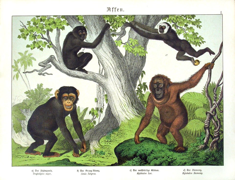 1886 Chimpanzee, Gibbon, Ape