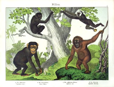 1886 Chimpanzee, Gibbon, Ape. Free illustration for personal and commercial use.