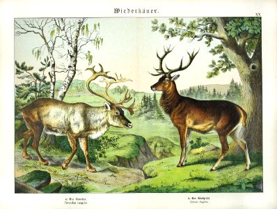 1886 Caribou, Elk. Free illustration for personal and commercial use.