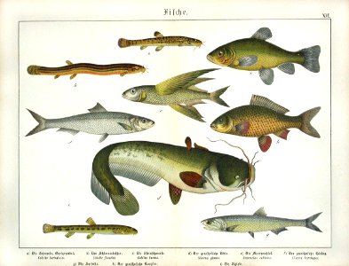 1886 Catfish, Carp, Flying Fish. Free illustration for personal and commercial use.
