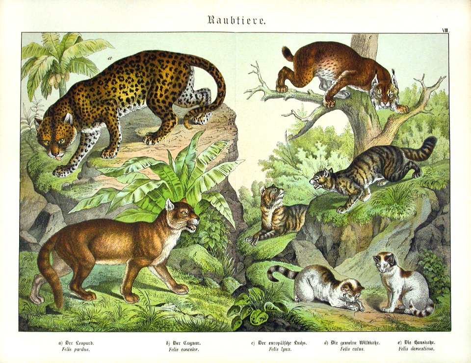 1886 1Panther, Mountain Lion, Lynx - Free Stock Illustrations | Creazilla