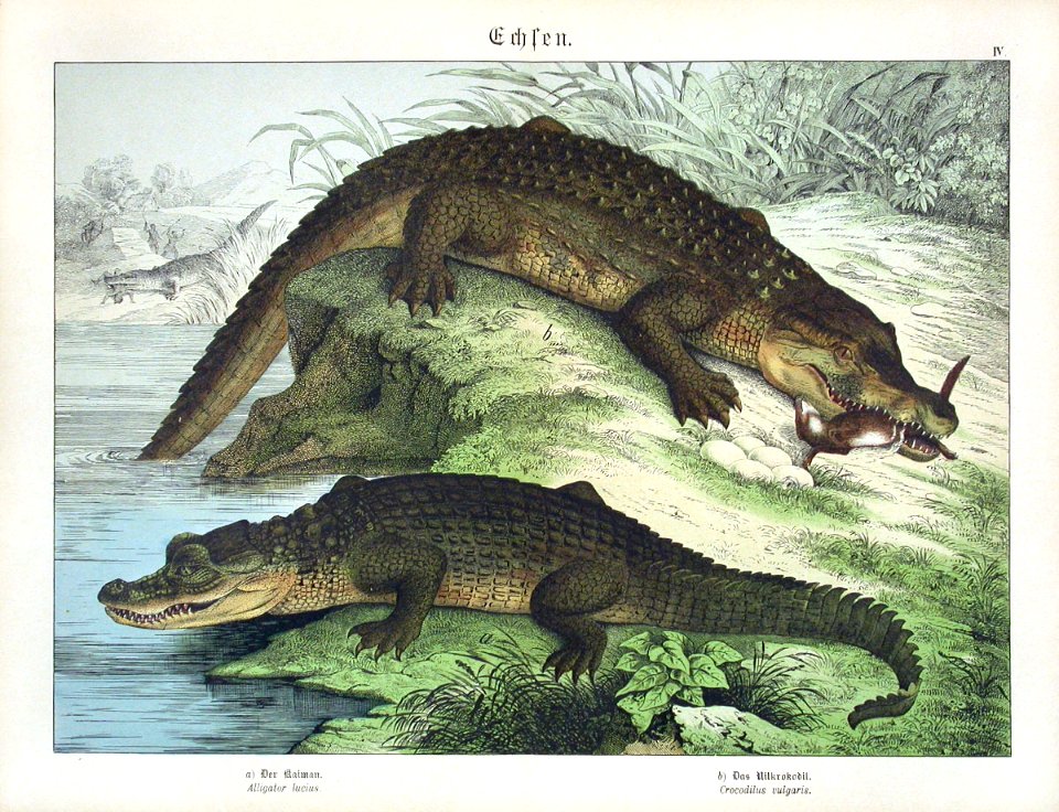 https://cdn.creazilla.com/illustrations/5576062/1886-alligator-crocodile-illustration-md.jpeg