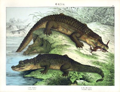 1886 Alligator, Crocodile. Free illustration for personal and commercial use.