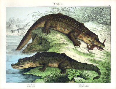 1886 Alligator, Crocodile
