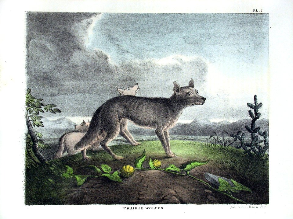 1830 wolf