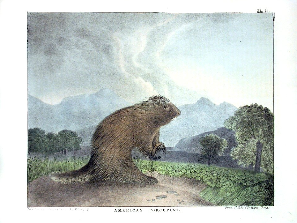 1830 american porcupine