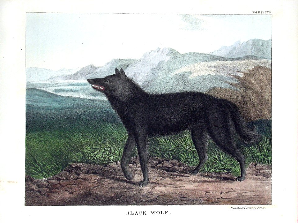 1830 Black Wolf
