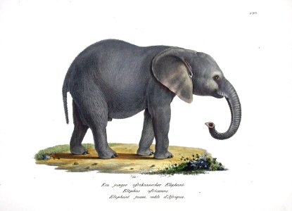 1827 Young Elephant. Free illustration for personal and commercial use.
