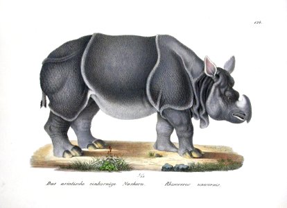 1827 Rhinoceros