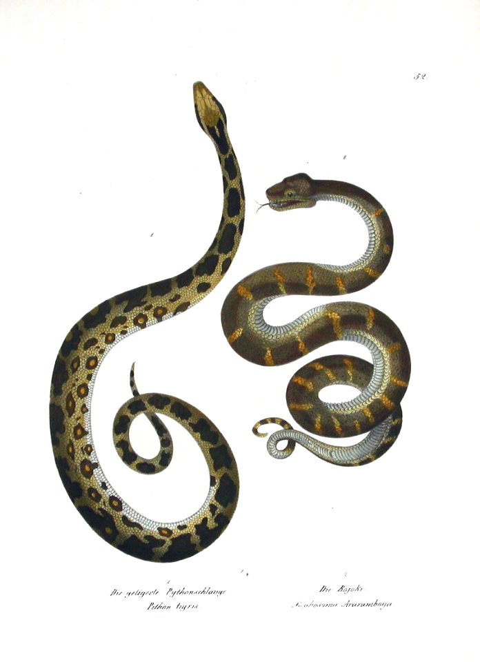 1827 pythons