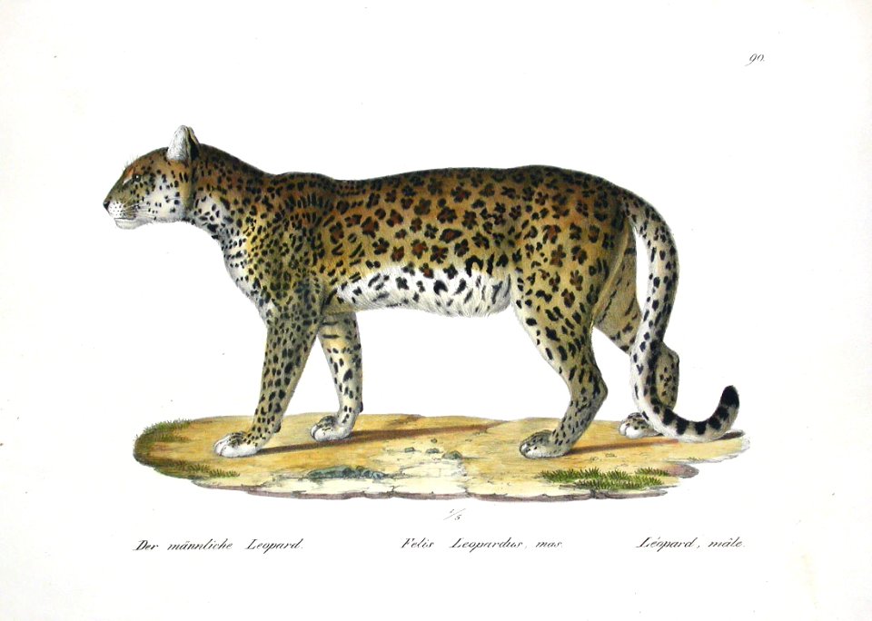 1827 Leopard