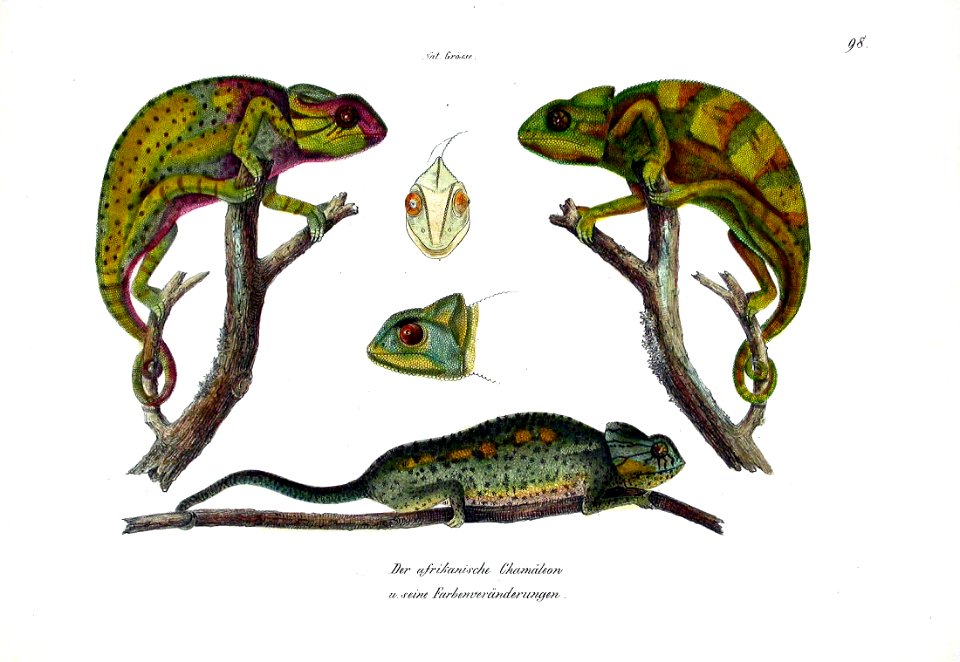 1827 Chameleon