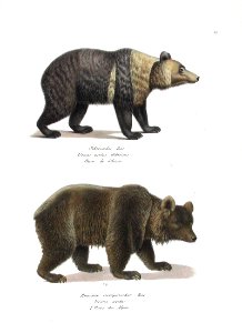 1827 Bears