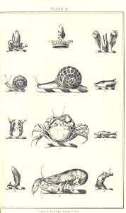 Royal book of crests of Great Britain and Ireland, Dominion of Canada, India and Australasia 2_017