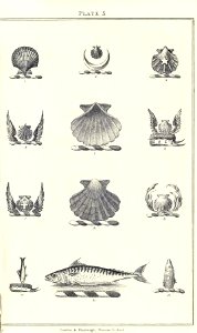 Royal book of crests of Great Britain and Ireland, Dominion of Canada, India and Australasia 2_015