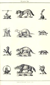 Royal book of crests of Great Britain and Ireland, Dominion of Canada, India and Australasia 2_073