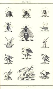 Royal book of crests of Great Britain and Ireland, Dominion of Canada, India and Australasia 2_157