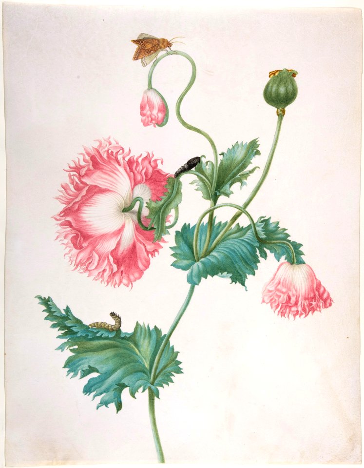 A Poppy in Three Stages of Flowering_Johanna Helena Graff