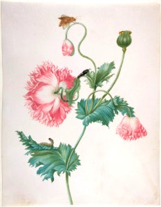 A Poppy in Three Stages of Flowering_Johanna Helena Graff