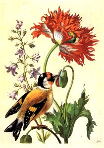 Garden poppy and Bellflower with Goldfinch