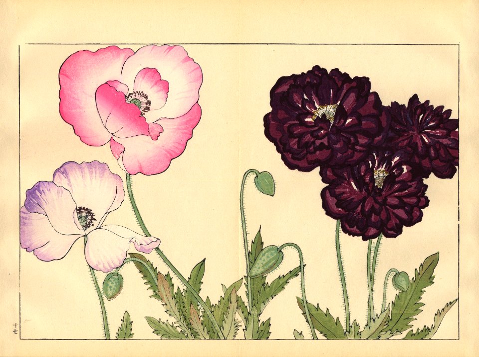 Tanigami, Konan, Japan_Poppy 5