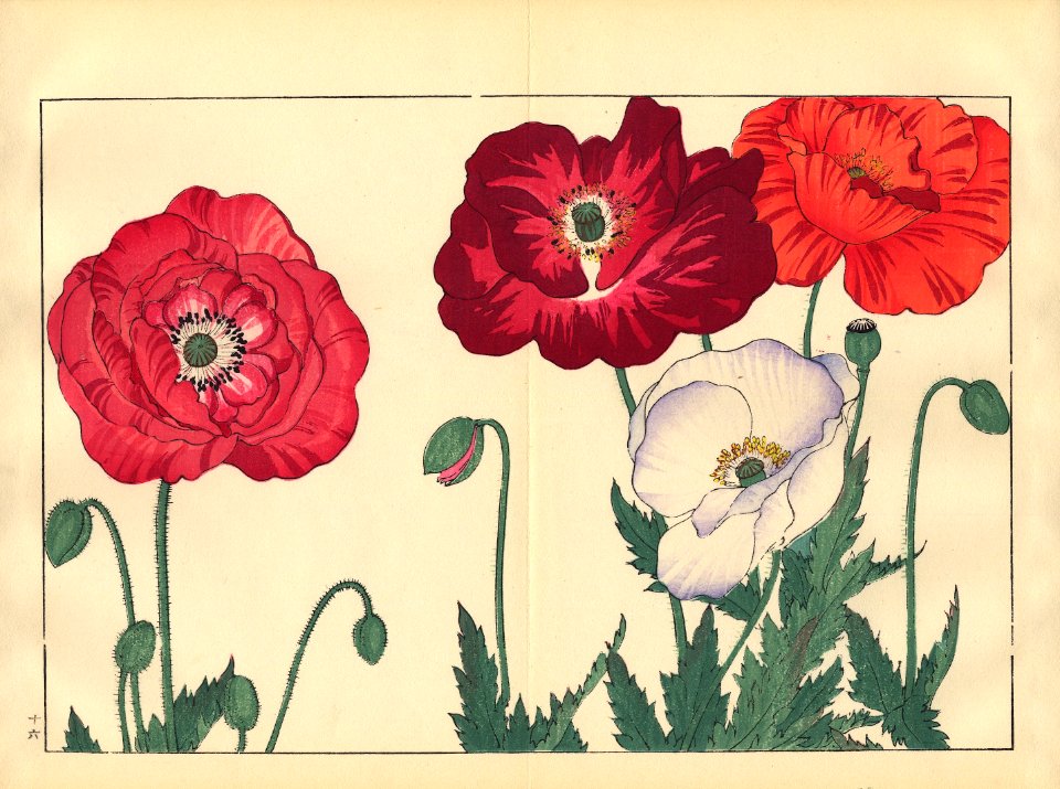 Tanigami, Konan, Japan_Poppy 4