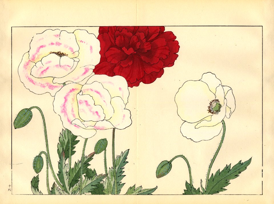Tanigami, Konan, Japan_Poppy 3