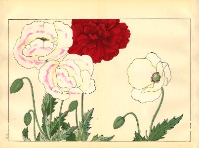 Tanigami, Konan, Japan_Poppy 3
