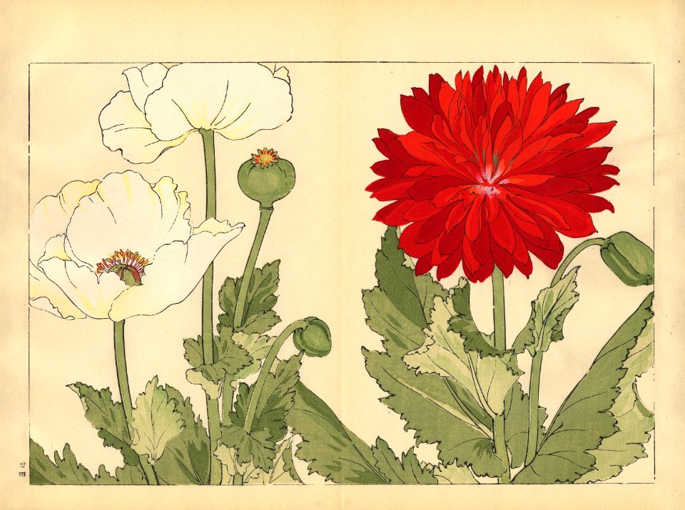 Tanigami, Konan, Japan_Poppy 2