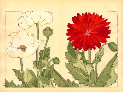 Tanigami, Konan, Japan_Poppy 2