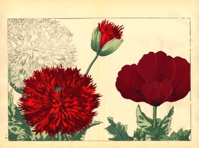 Tanigami, Konan, Japan_Poppy 1