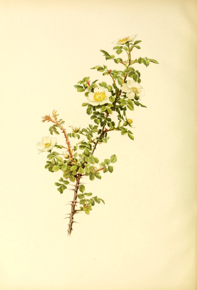genusrosa2_0046