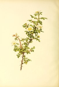 genusrosa2_0046