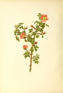 genusrosa2_0045