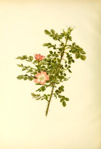 genusrosa2_0042
