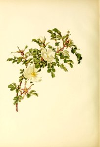genusrosa2_0044