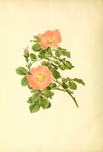 genusrosa2_0041