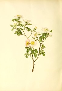 genusrosa2_0040