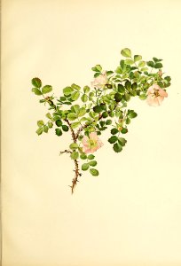 genusrosa2_0043