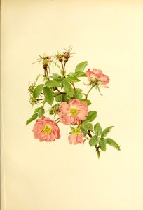 genusrosa2_0037