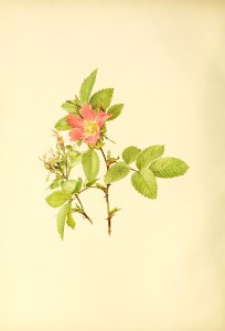 genusrosa2_0036