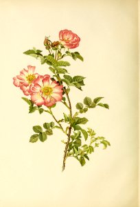 genusrosa2_0038
