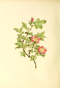 genusrosa2_0033