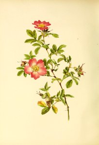 genusrosa2_0035