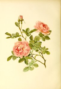 genusrosa2_0032