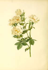 genusrosa2_0031