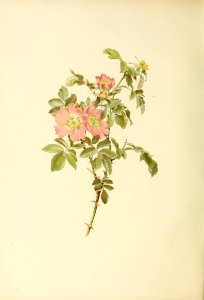 genusrosa2_0034